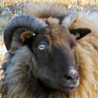 photo of listed ewe