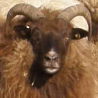 photo of listed ewe