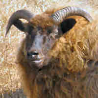 photo of listed ewe