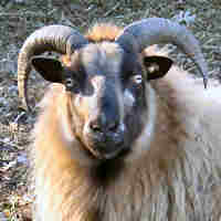 photo of listed ewe