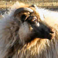 photo of listed ewe