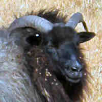 photo of listed ewe