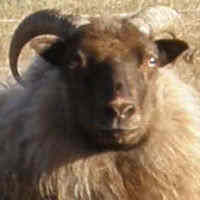 photo of listed ewe
