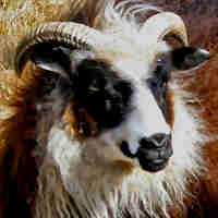photo of listed ewe