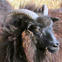 photo of listed ewe