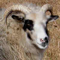 photo of listed ewe