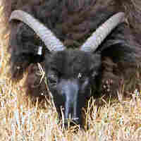 photo of listed ewe