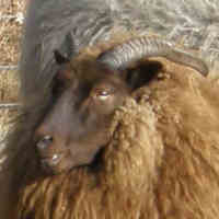 photo of listed ewe