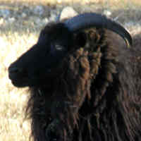 photo of listed ewe