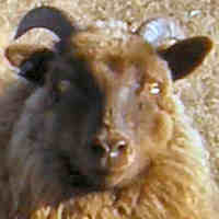photo of listed ewe