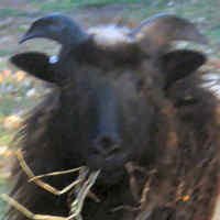 photo of listed ewe