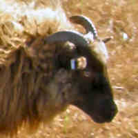 photo of listed ewe