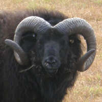 photo of listed ram