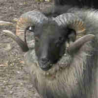 photo of listed ewe