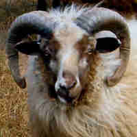 photo of listed lamb