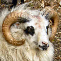 photo of listed lamb