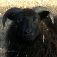 photo of listed lamb