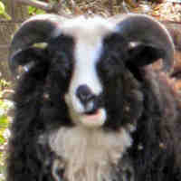 photo of listed lamb