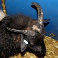 photo of listed ewe