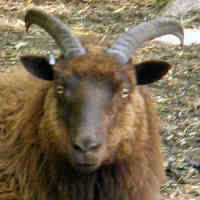 photo of listed ewe