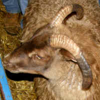 photo of listed ewe