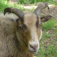 photo of listed ewe