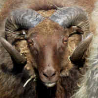 photo of listed lamb