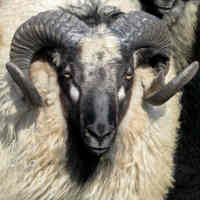 photo of listed lamb