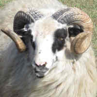 photo of listed lamb