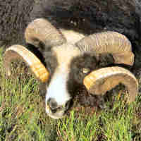 photo of listed lamb