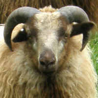 photo of listed lamb