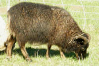 photo of listed lamb