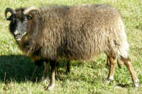 photo of listed lamb