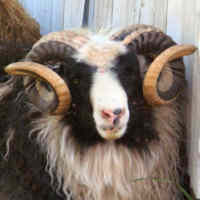 photo of listed lamb