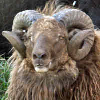 photo of listed lamb