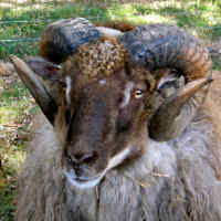 photo of listed lamb