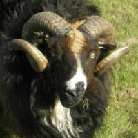 photo of listed ram