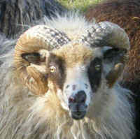 photo of listed lamb