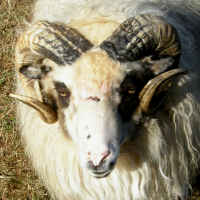 photo of listed lamb