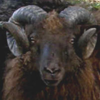 photo of listed lamb