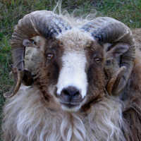 photo of listed lamb
