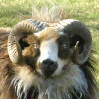 photo of listed lamb