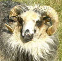 photo of listed lamb