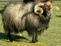 Icelandic Breeding Ram