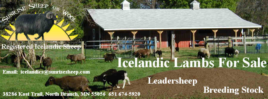 Ewes For Sale Header