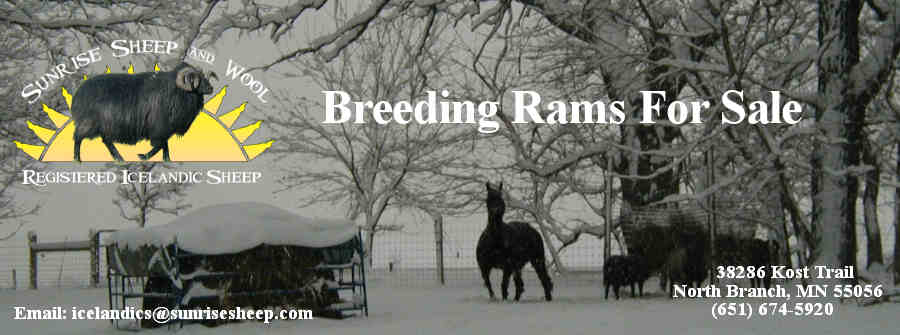 Breeding Rams For Sale Header